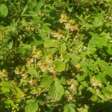 Edible Flora - Blackberry Leaves