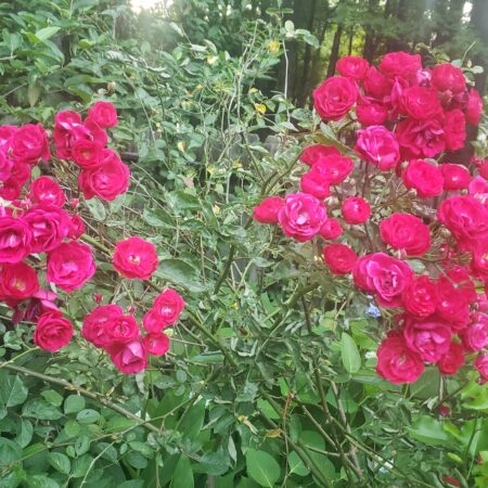 Edible Flora - Rose Petal