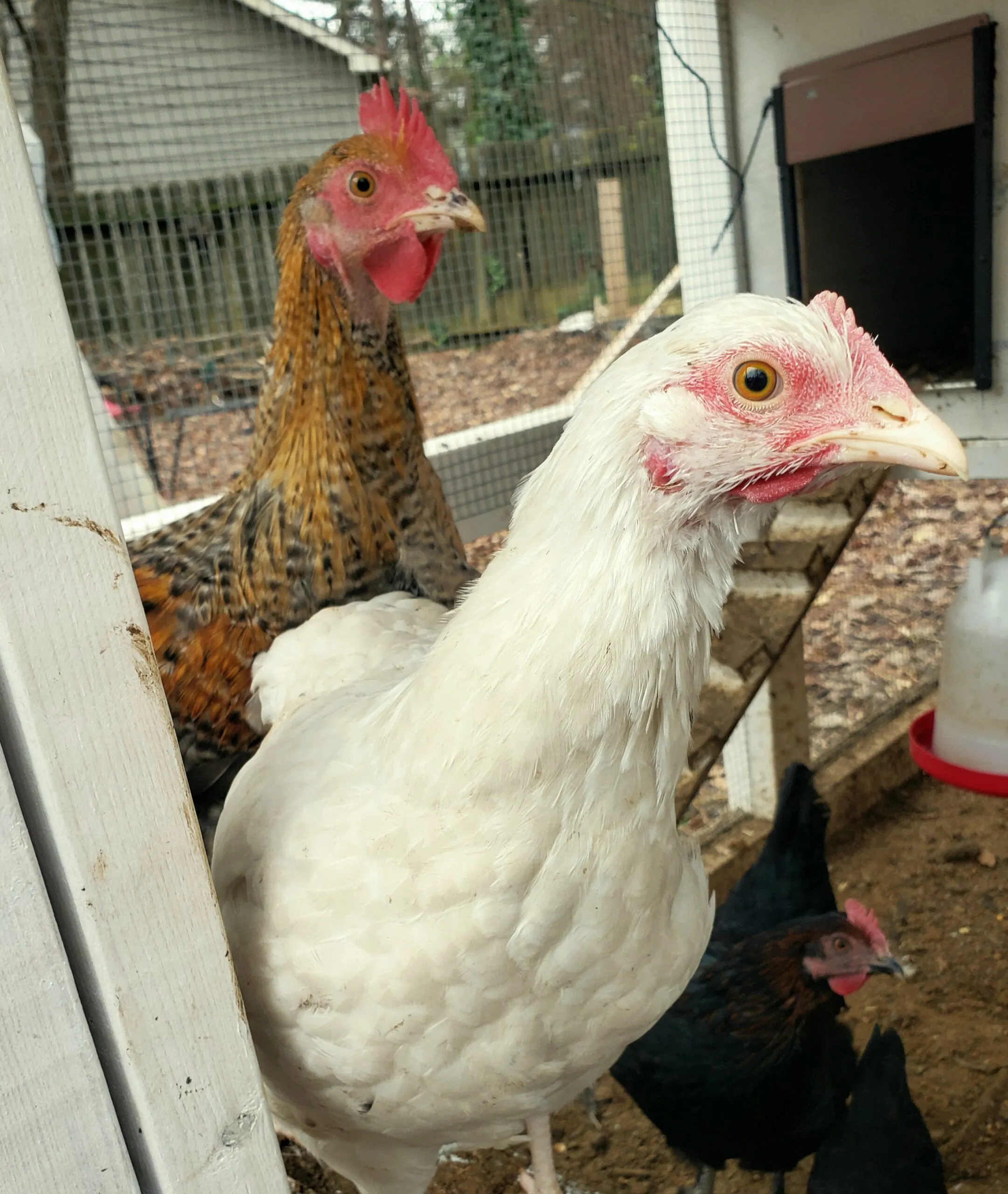 Sweet Potatoes for Chickens: A Safe and Tasty Treat