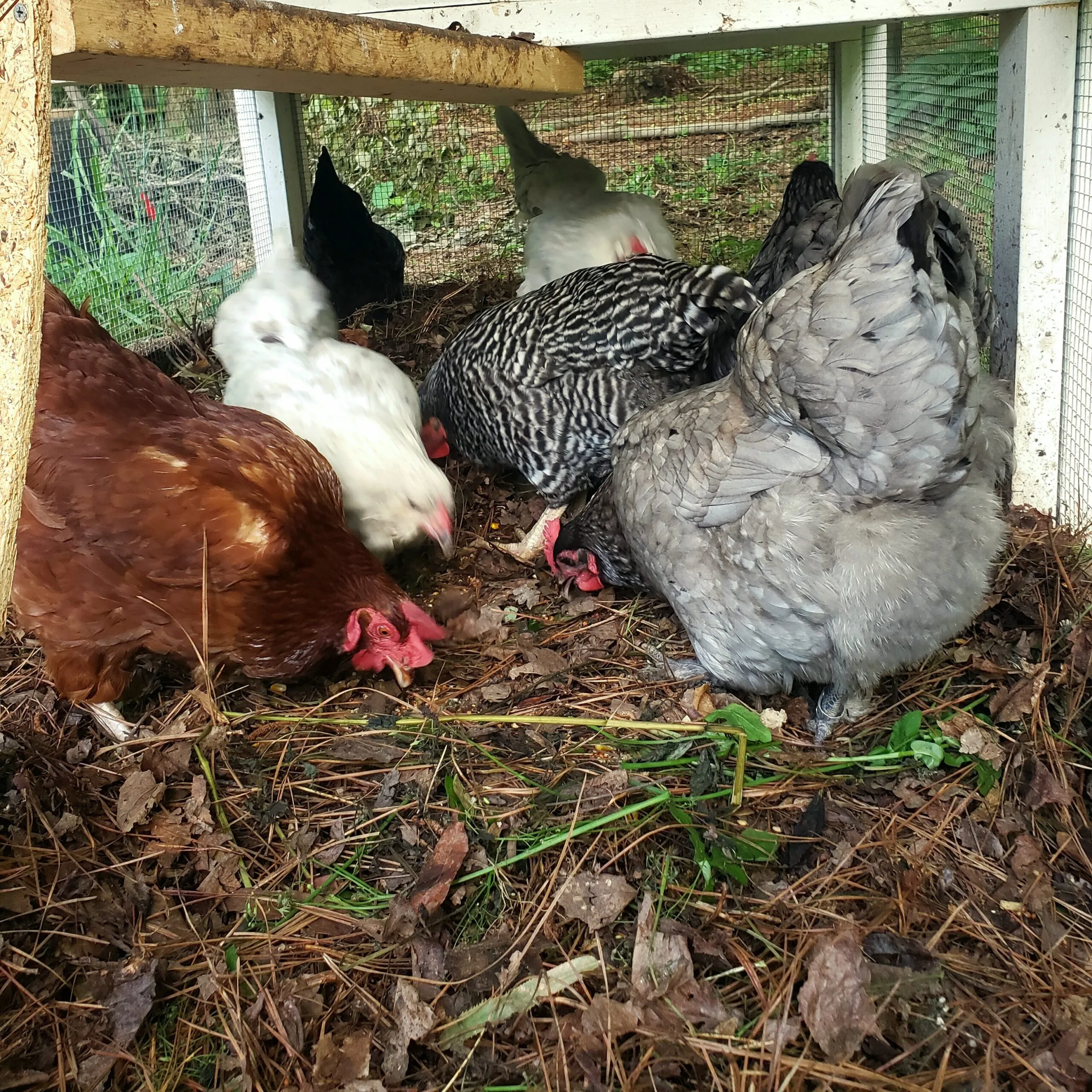 Safeguarding Your Chickens: Four Preventative Care Tips