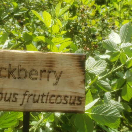 Edible Flora - Blackberry Leaves 2oz