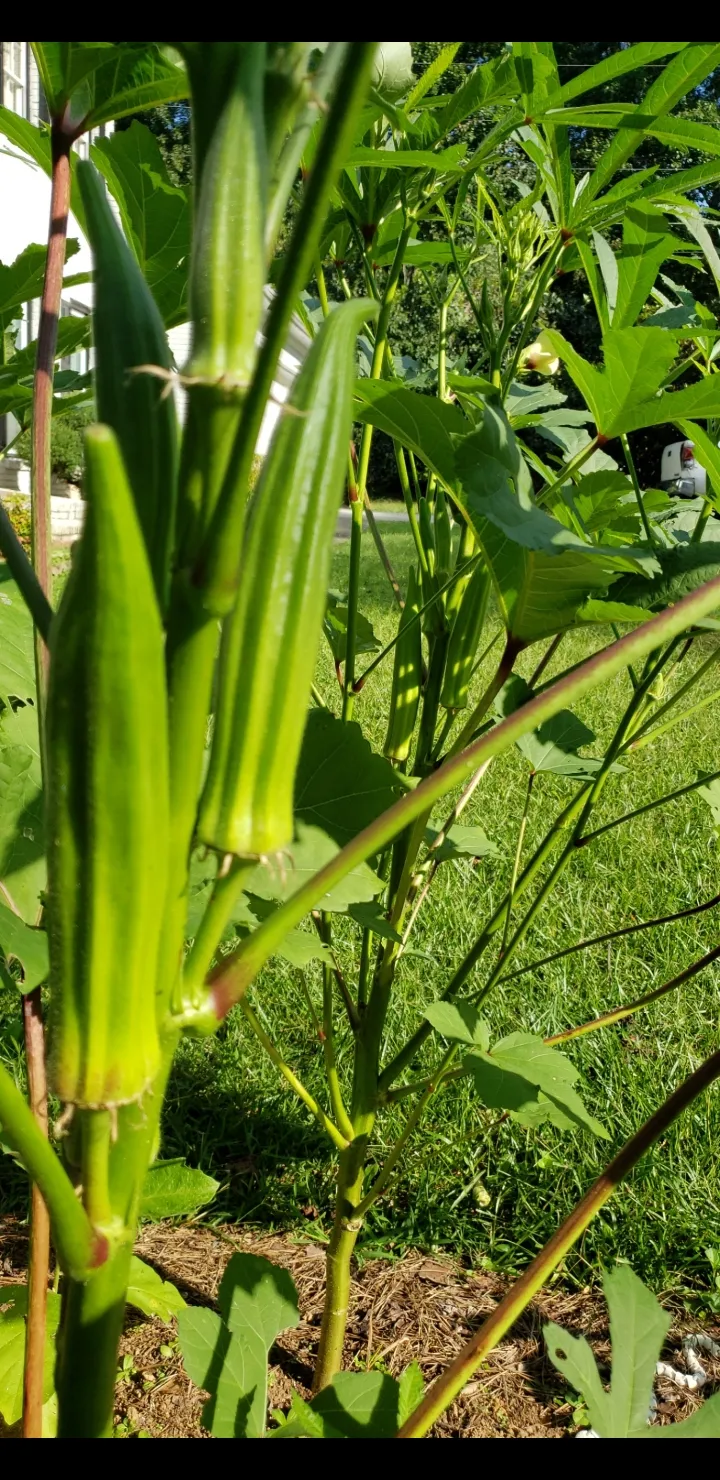How to Grow Okra: A Comprehensive Guide