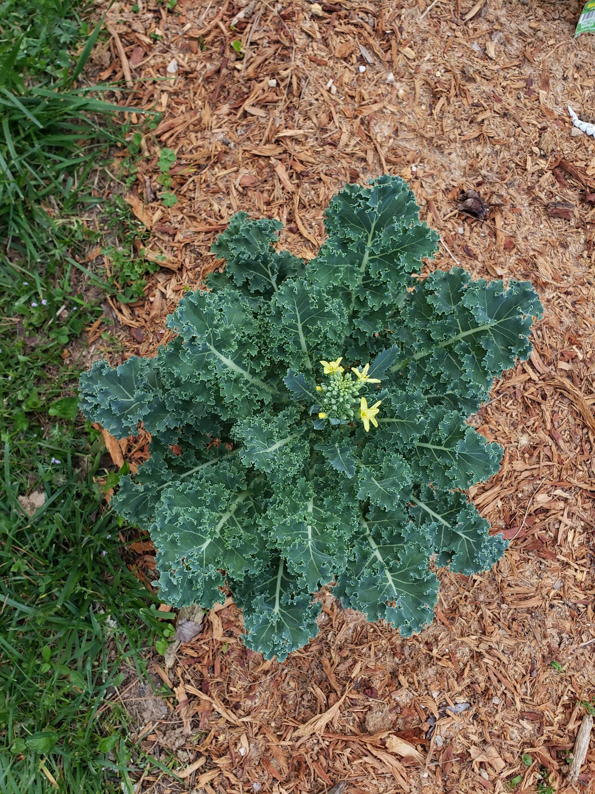 Growing Kale in Georgia Zone 8a: A Comprehensive Guide
