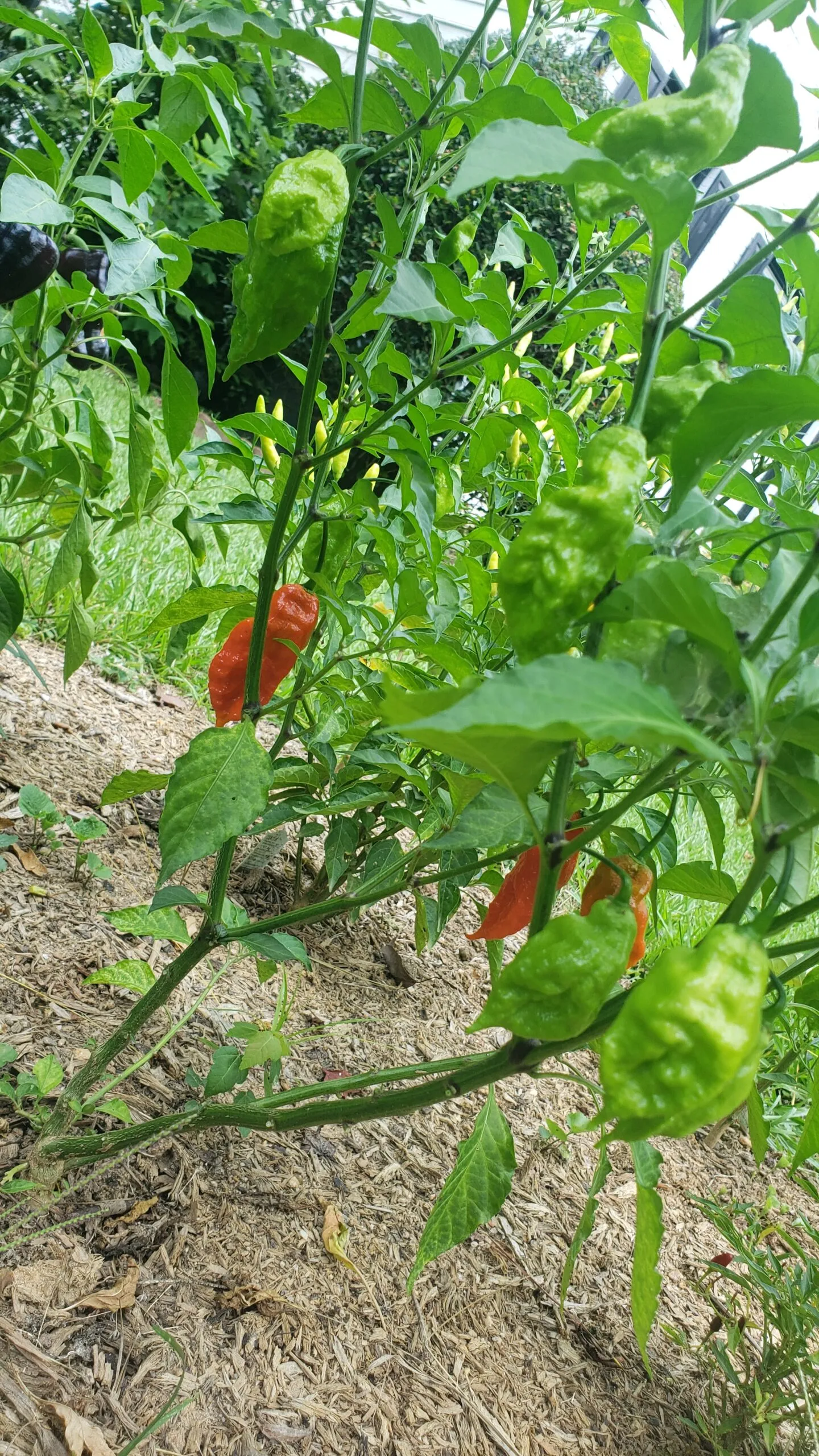 Growing Peppers in Zone 8a: A Comprehensive Guide