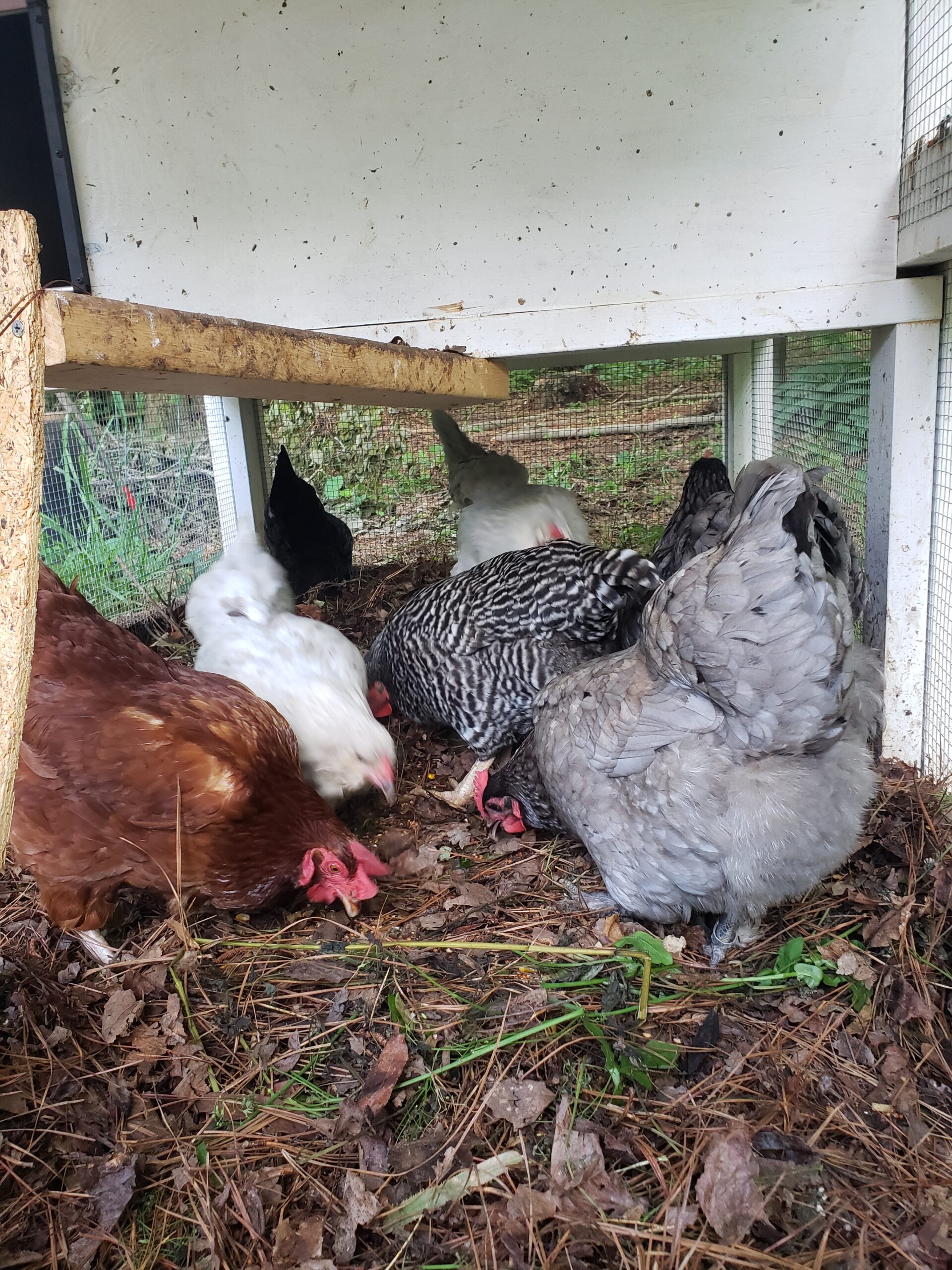 Can Chickens Eat Pie? A Guide to Safe Treats