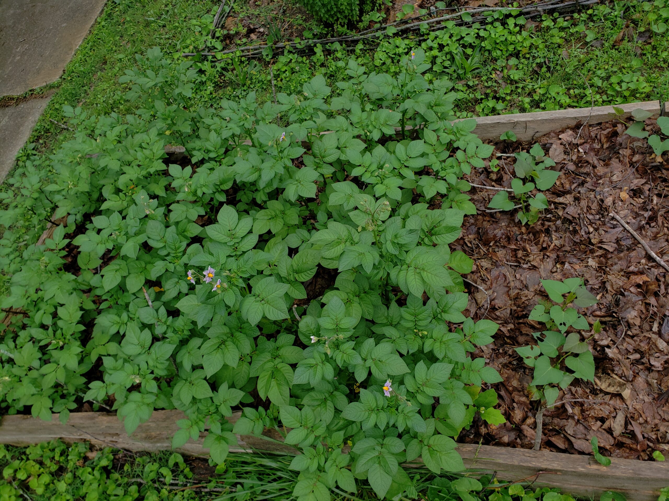 Growing Potatoes in a Raised Bed with Leaf Mulch: A Step-by-Step Guide