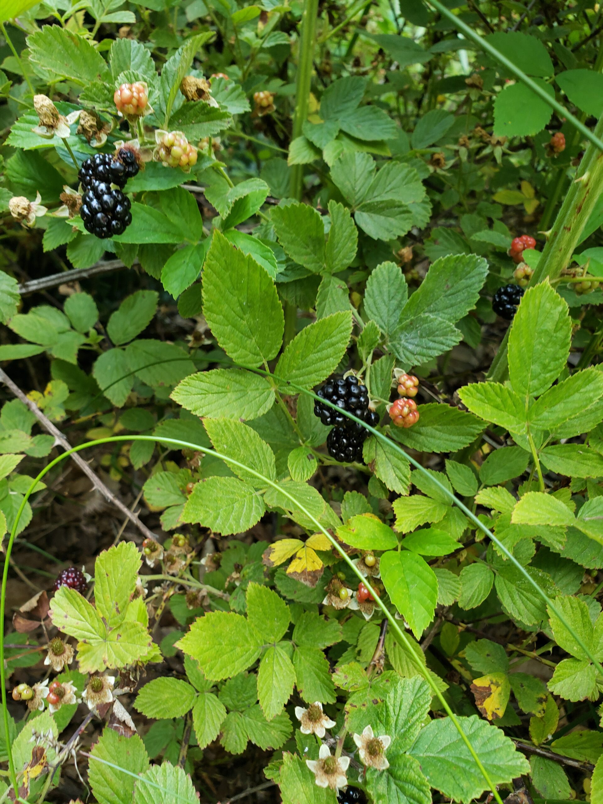 Are Blackberry Leaves Edible? Exploring the Benefits and Risks