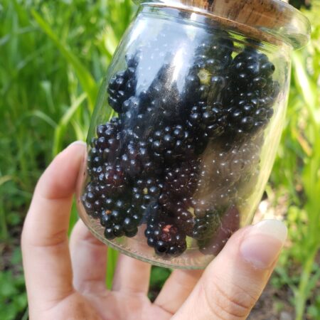 Farm Fresh Blackberries