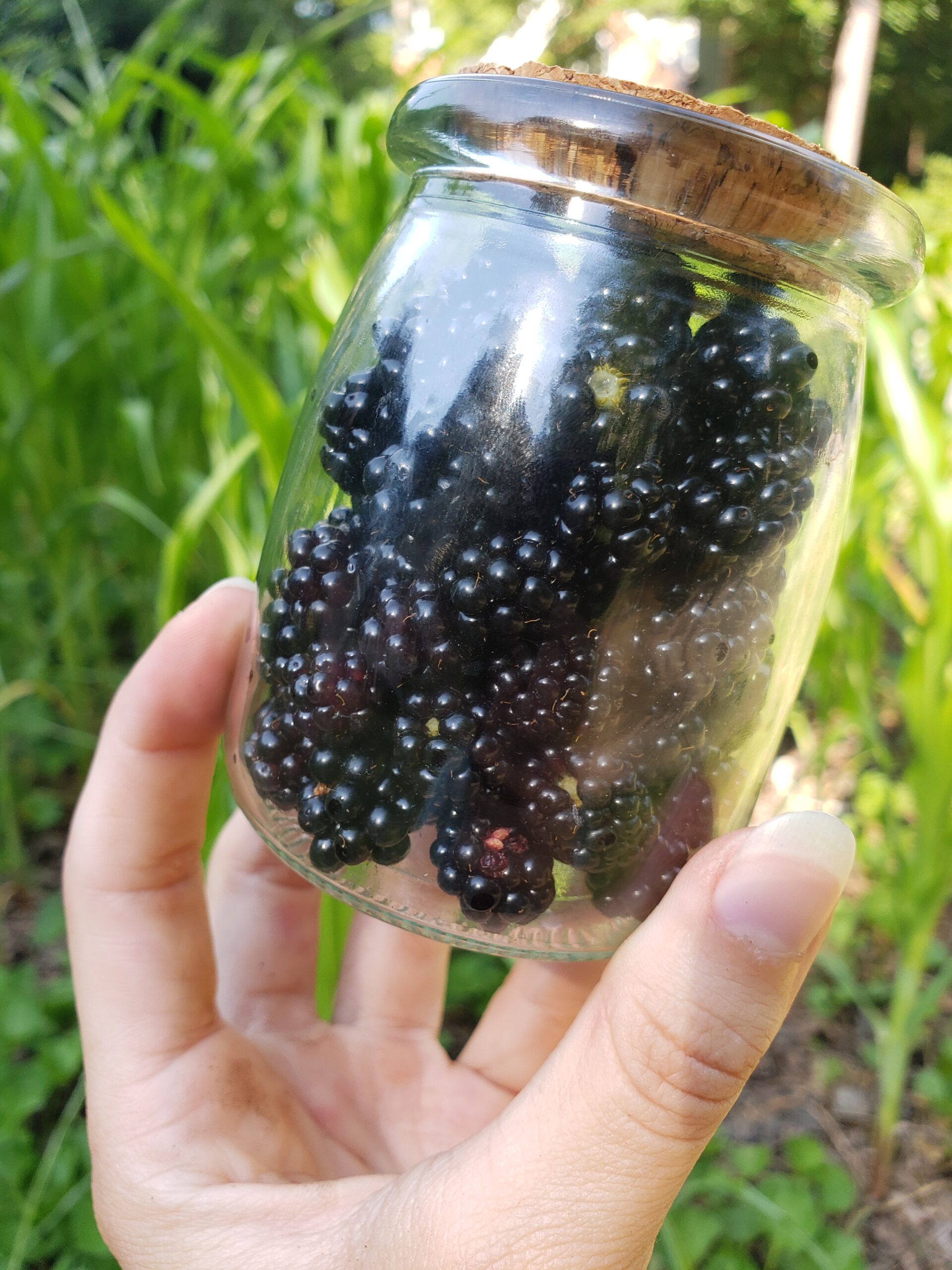 Growing Blackberries in Georgia Zone 8a: A Bountiful Harvest