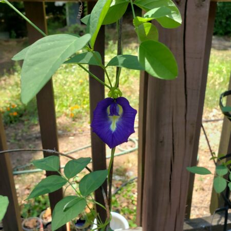 Edible Flora - Blue Butterfly Pea