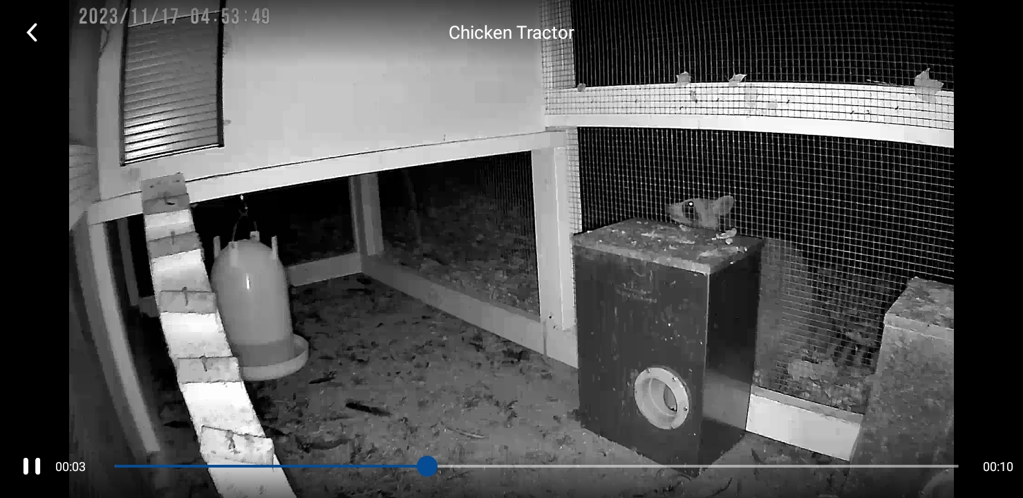 Keeping Chickens Safe in the Suburbs: The Importance of Secure Runs and Automatic Coop Doors