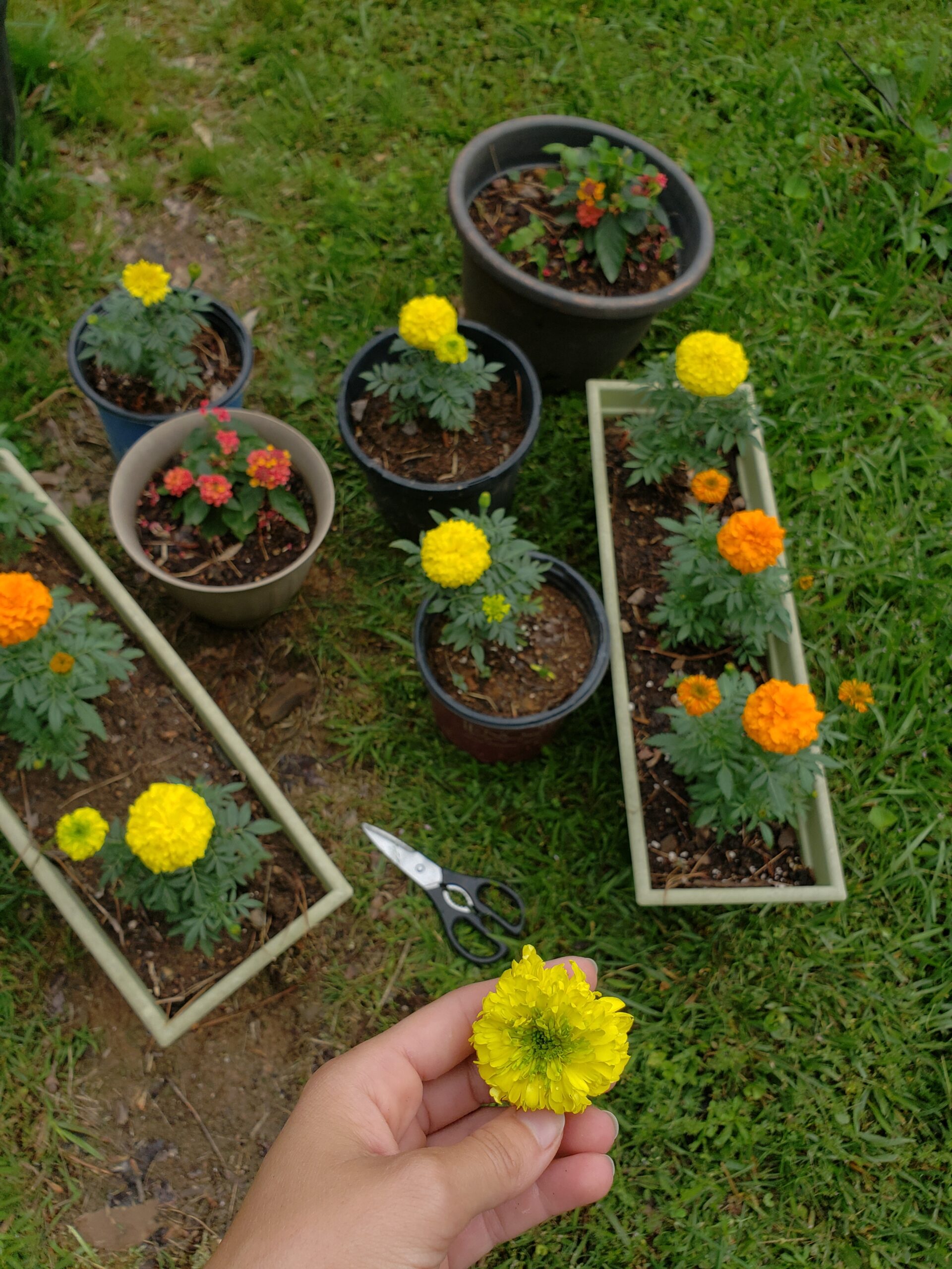 Marigolds: A Gardener’s Best Friend