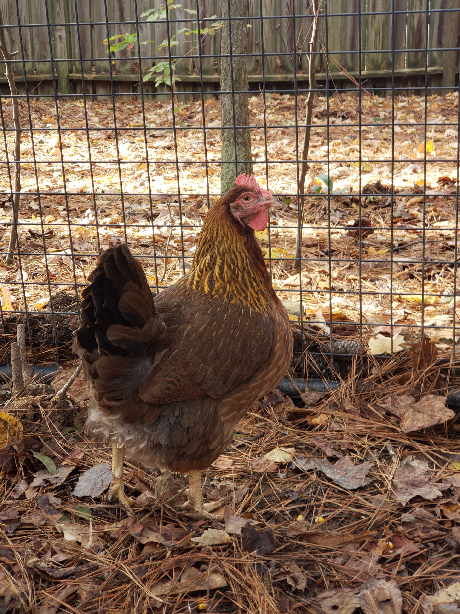 Are Onions Safe for Chickens? The Risks Explained