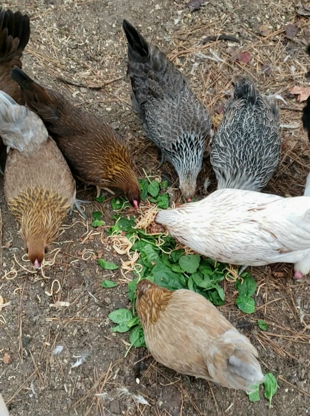 Can Chickens Eat Potatoes? What You Need to Know