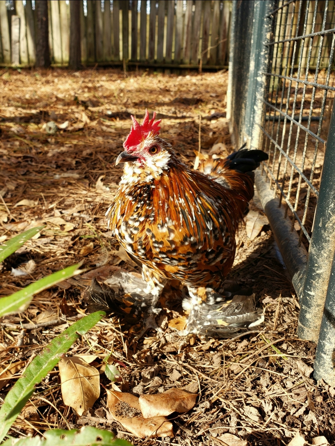 Can Chickens Eat Peppermint, Marzipan, and Christmas Candies?