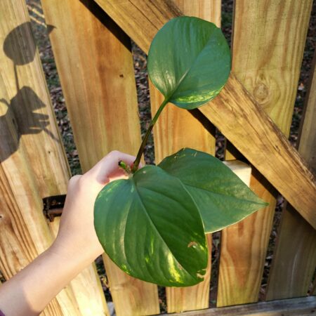 Pothos - Live Plant Cutting