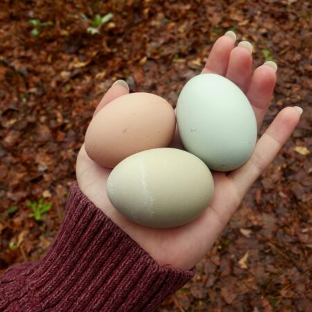 Farm Fresh Eggs