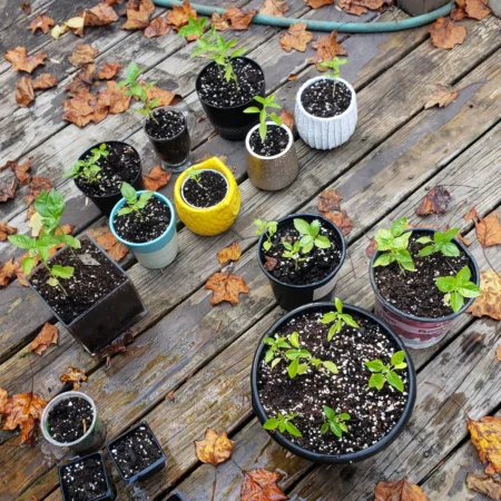 Basil Plants