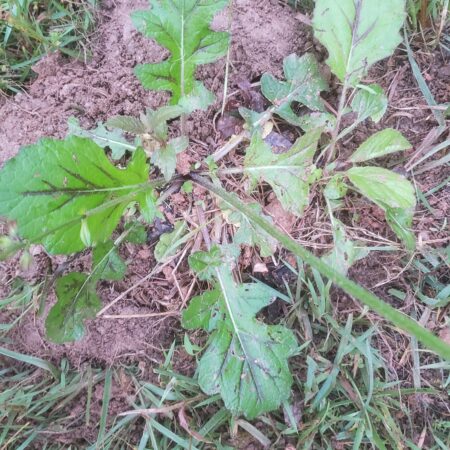 Lyreleaf Sage plug