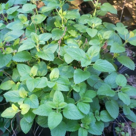 Lemon Balm - Fresh $1.00 per gram